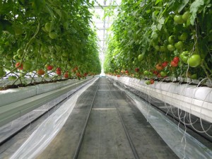 トマトの養液栽培