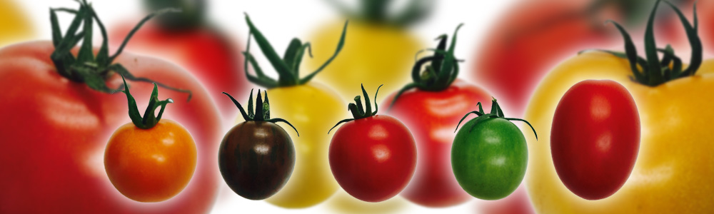 あかい菜園のトマト栽培品種