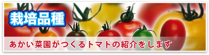 栽培品種 あかい菜園がつくるトマトの紹介をします